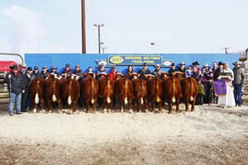 Hoffman Ranch Annual Bull Sale