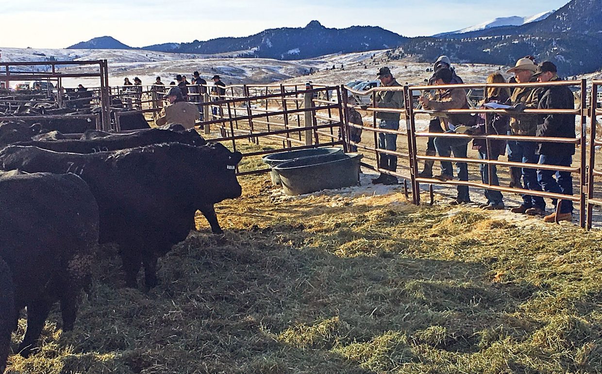 Sitz Angus Ranch Sitz Angus Fall Bull Sale | TSLN.com