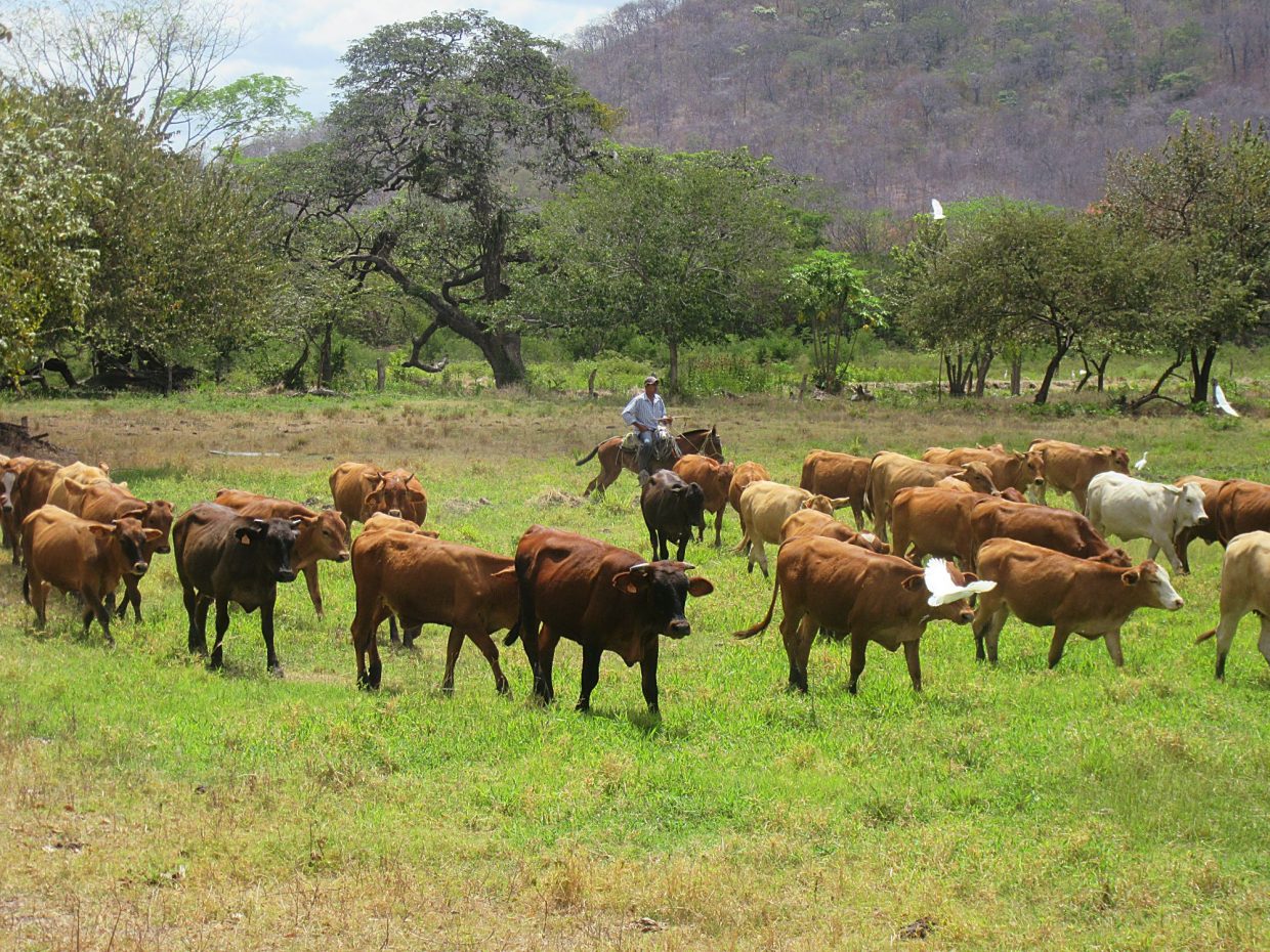 Montana beef makes a global statement