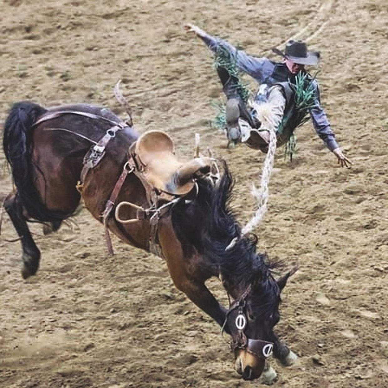 Trach Rodeo Stock National Western Stock Show Rodeo wraps up | TSLN.com