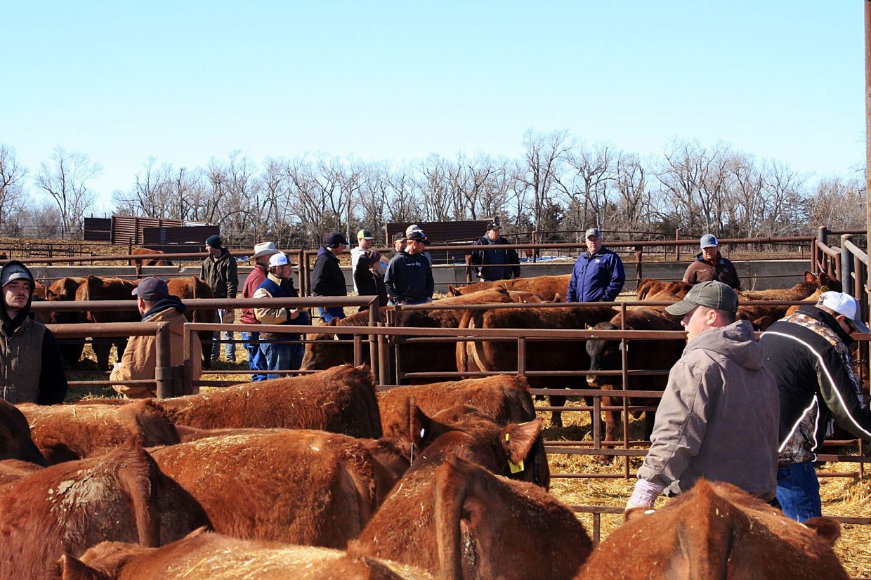 Bieber Red Angus “Bieber Fever XIV”