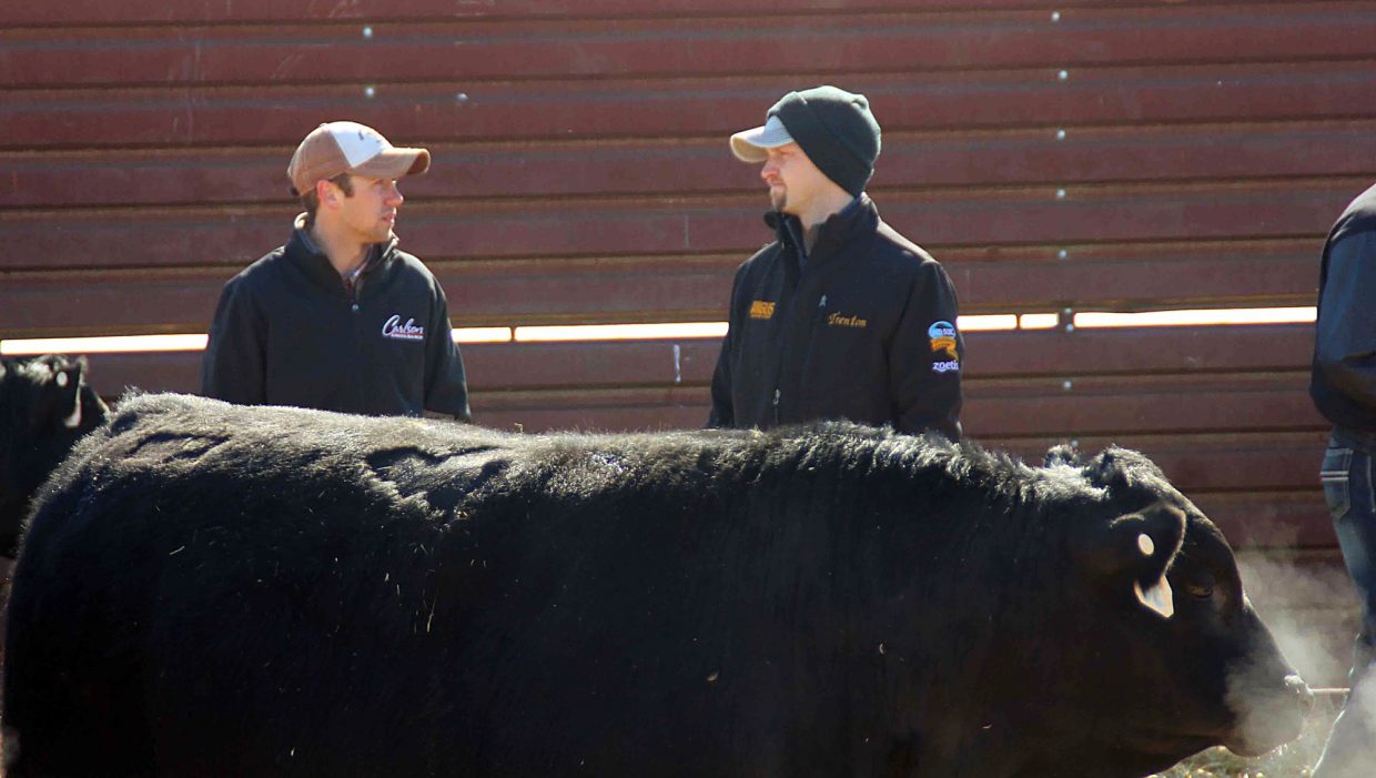 Clark Angus Ranch Carlson Angus Ranch 36th Annual Production Sale | TSLN.com