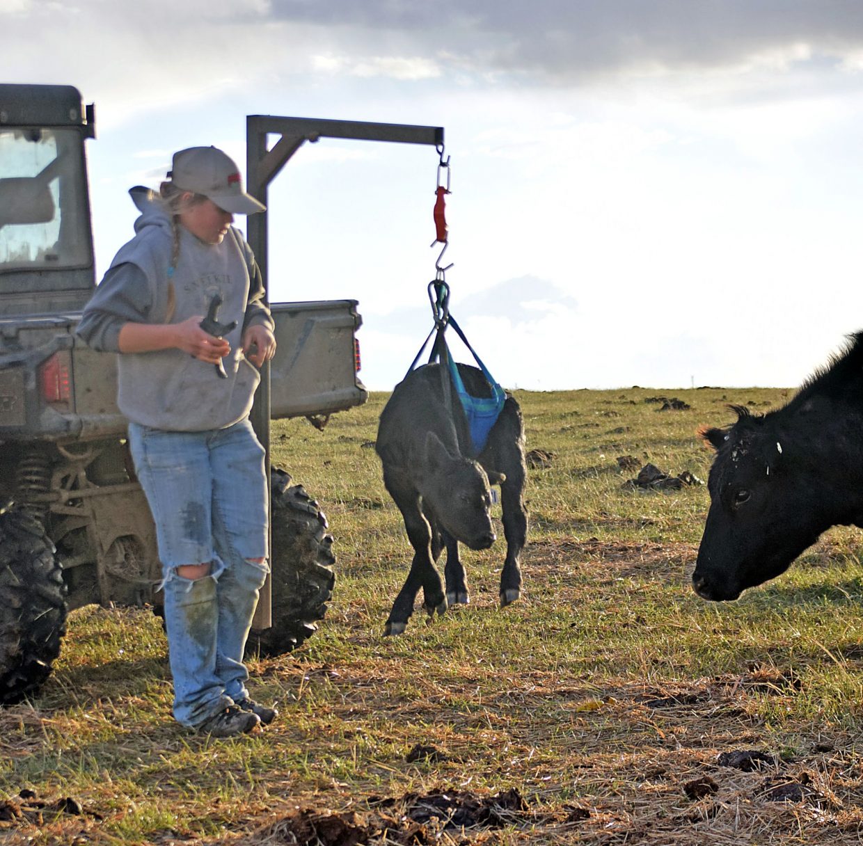 Darian Roghair weighing and tagging a newborn calf. Photo by Shawna Roghair
