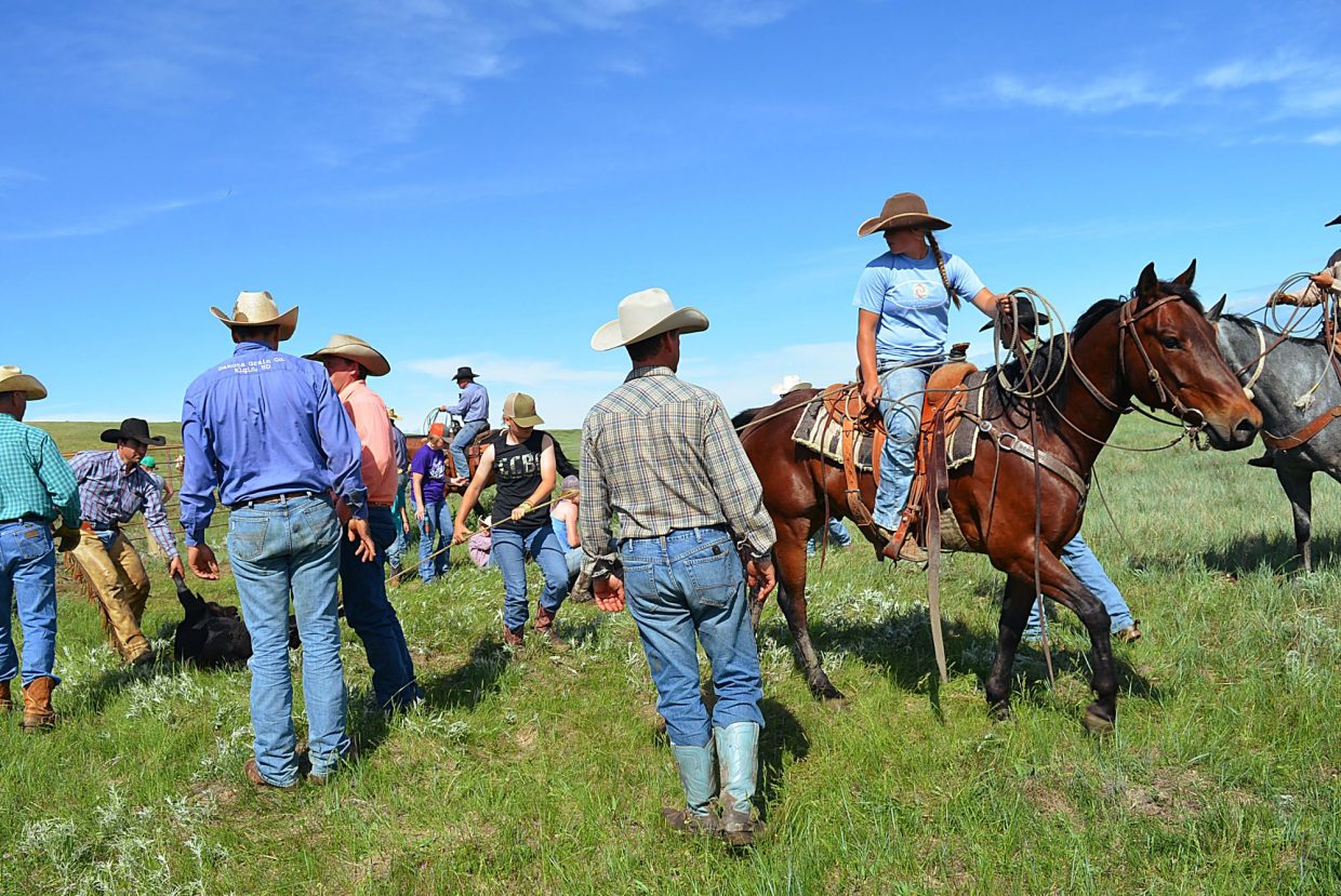 Darian Roghair dragging a calf at a branding, riding a horse she purchased and trained. Photo by Shawna Roghair
