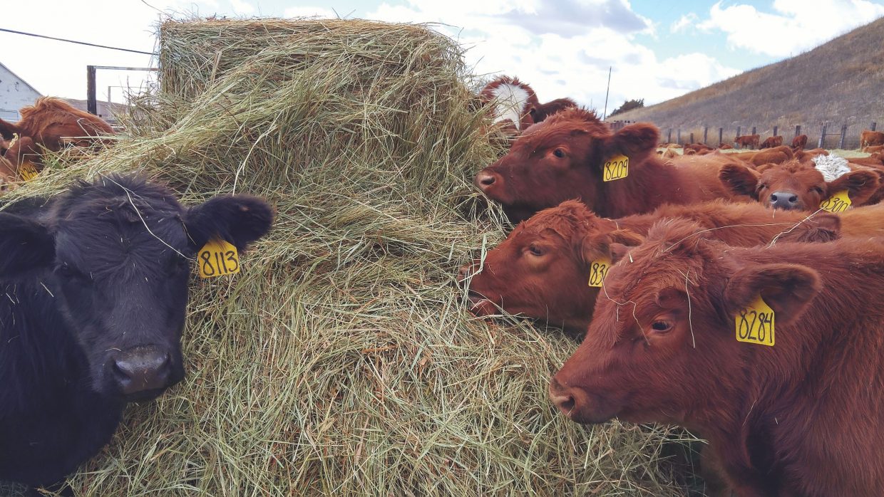 What did it cost to produce a pound of calf this year?