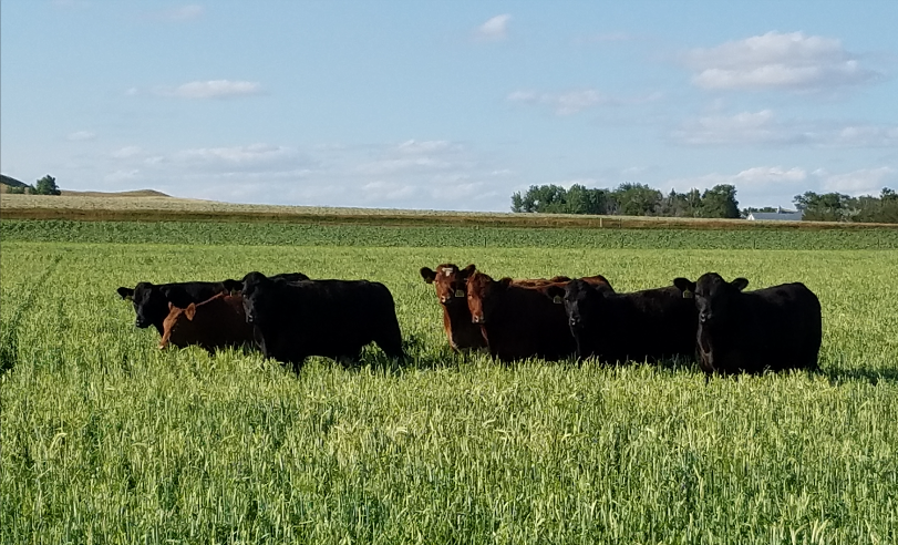 Multi-crop rotation offers benefits for livestock and crops | TSLN.com