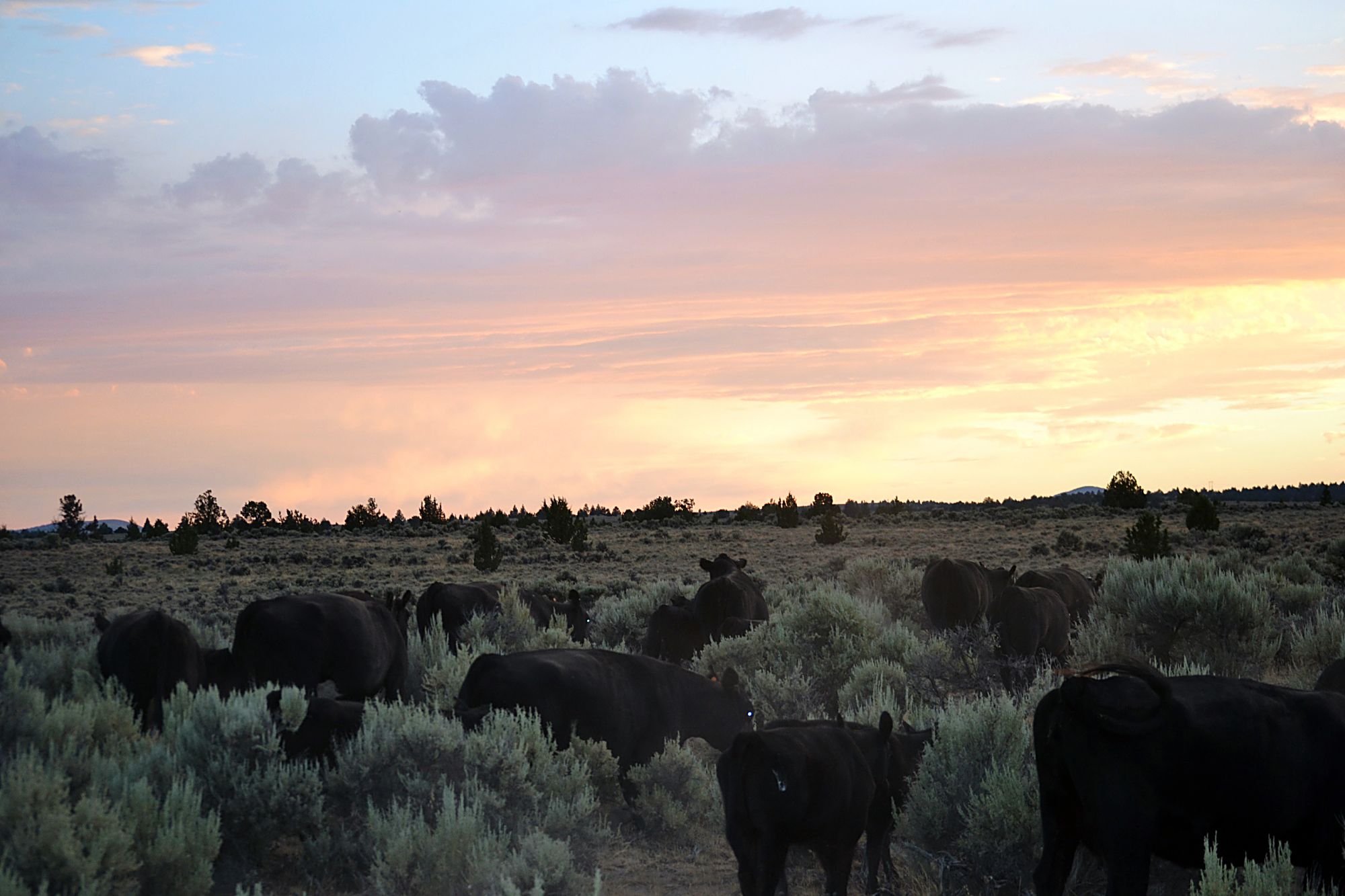 Hope for the Hammonds Interior Secretary reinstates Oregon family’s BLM grazing permit