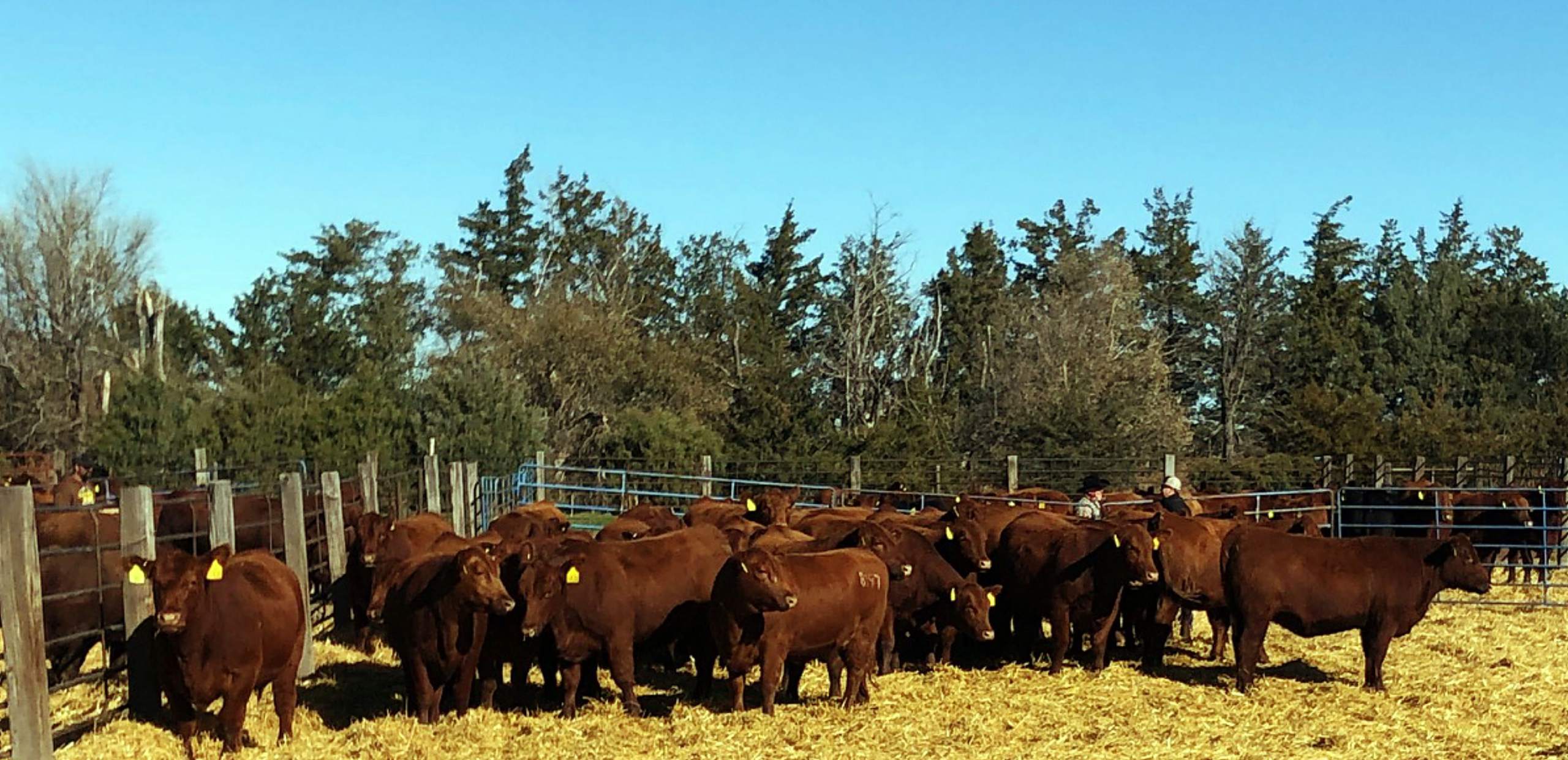 Pieper Red Angus Fall Run Production Sale | TSLN.com
