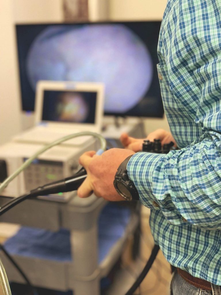 Stomach Ulcers in Horses