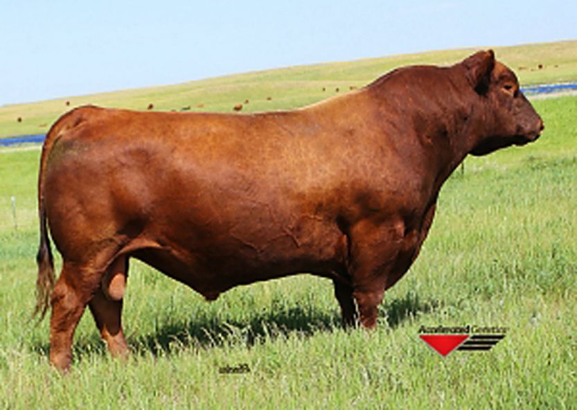 Bieber Red Angus “Bieber Fever” Fall Production Sale