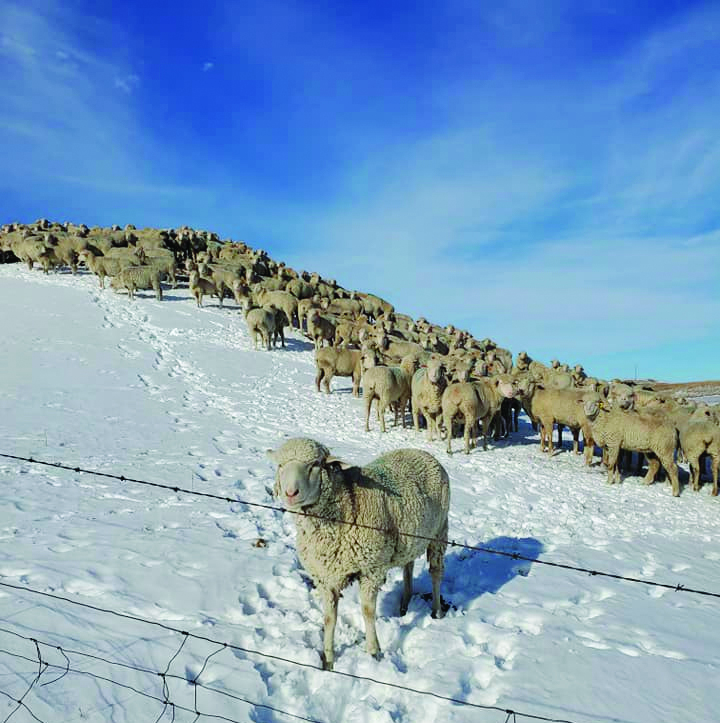 South Dakota Sheep Growers Association Supports EPA Label Approval for