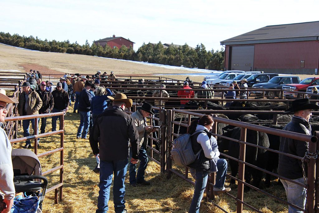 21 Angus Ranch 21 Angus Ranch 26th Annual Top Cut Bull Sale | TSLN.com