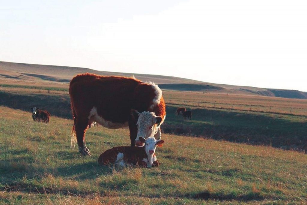 Prepare for Spring Calving | TSLN.com
