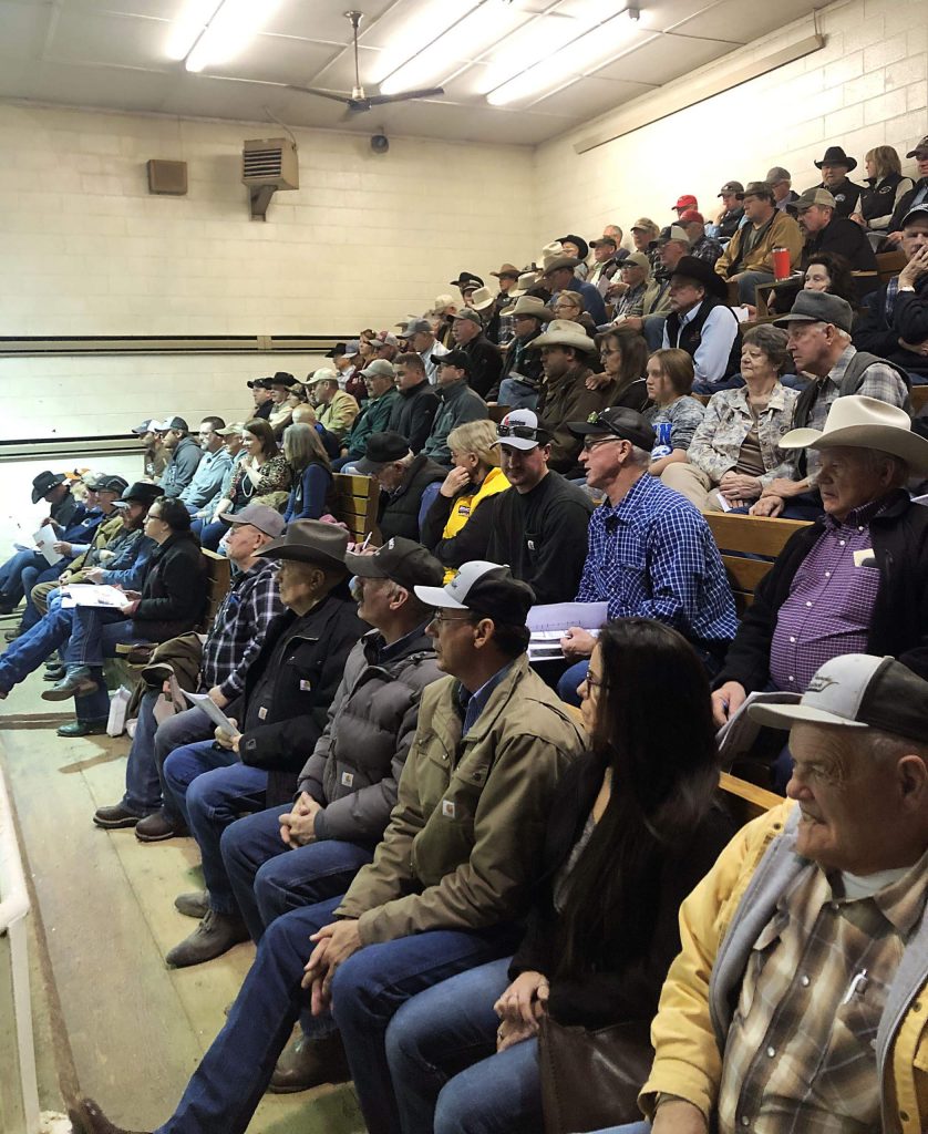 Lewis Bros. Angus Annual Bull Sale