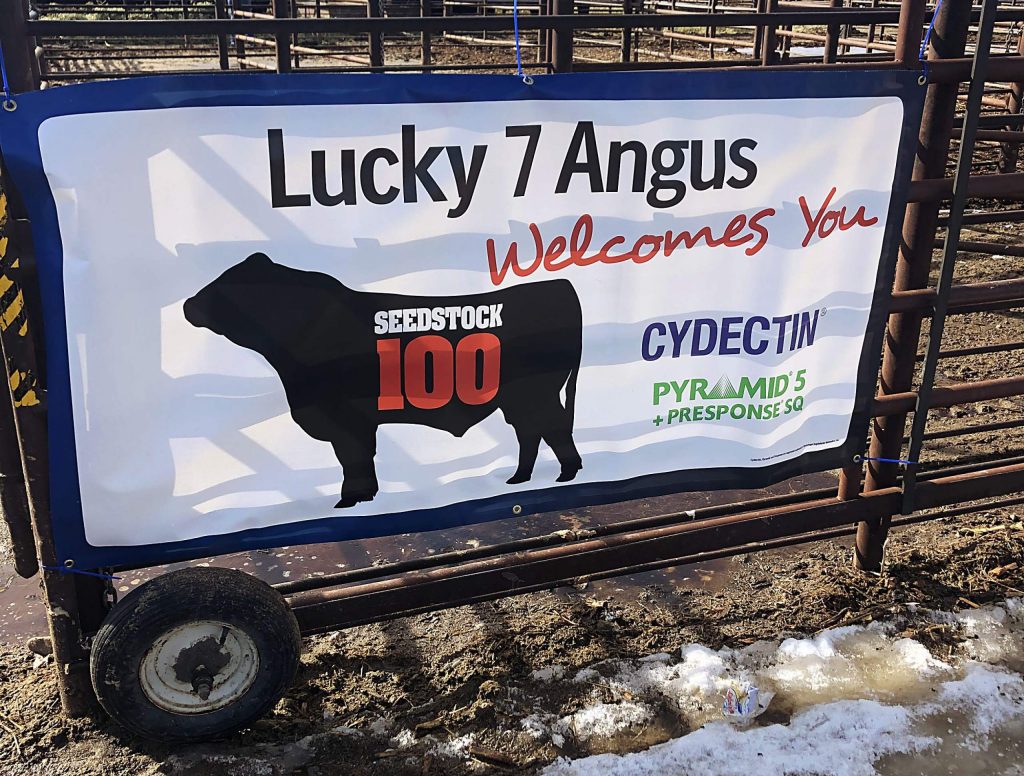 Lucky 7 Angus Cowboy Bulls!!!