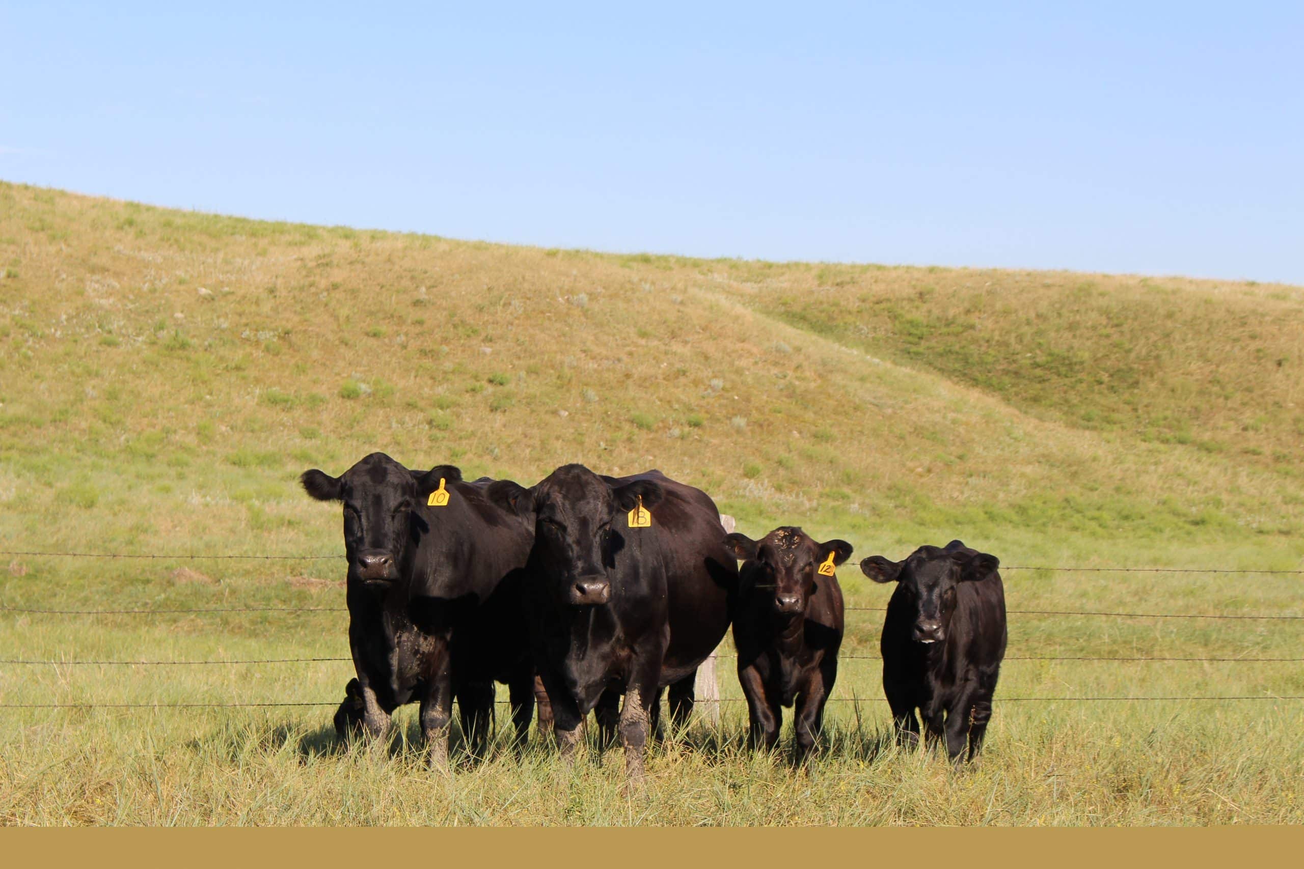 Washington Beef Ranchers FAQ: What do I need to know about buying beef from a rancher? | TSLN.com
