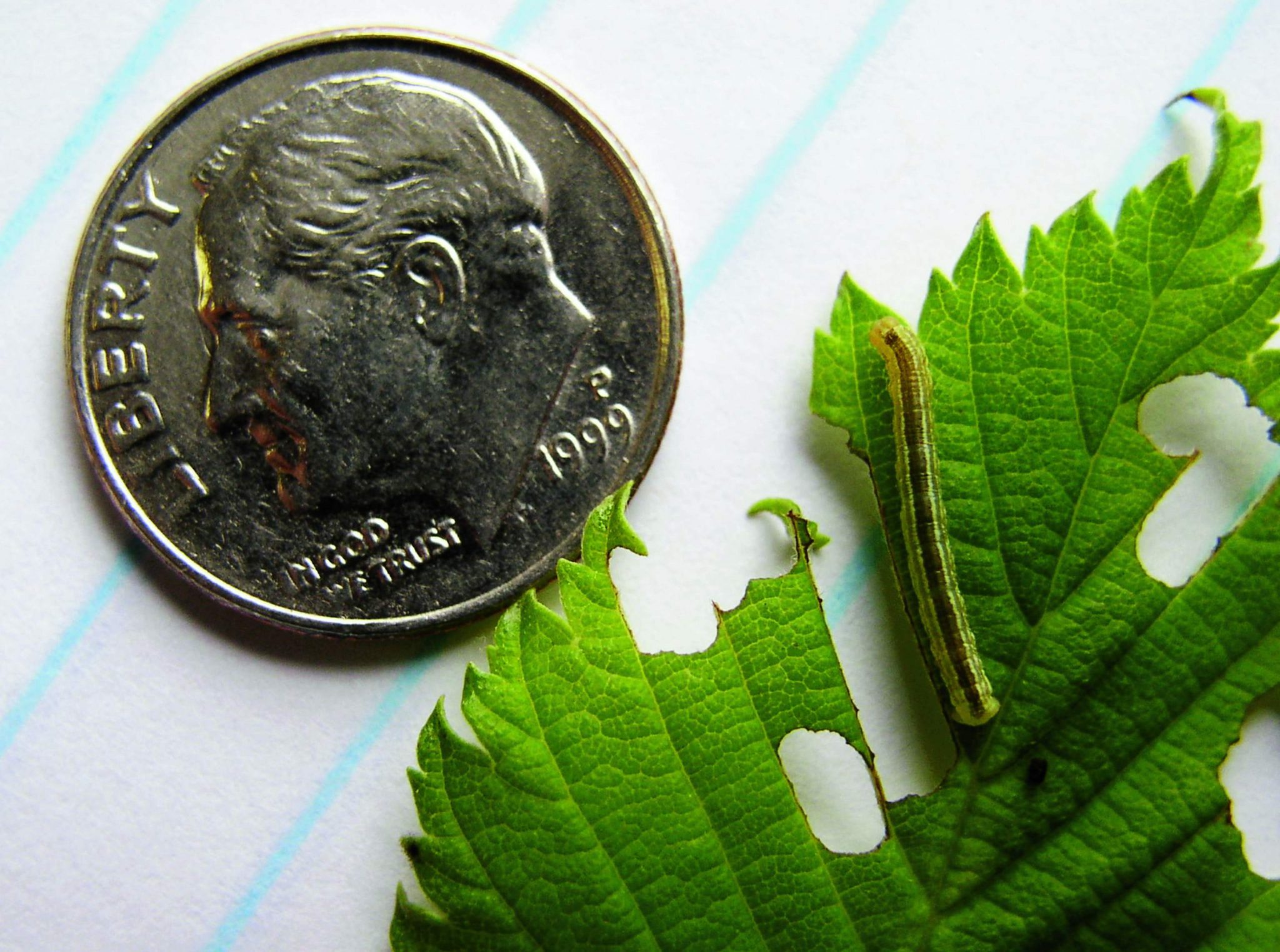 The Surprising Dangers Of Cankerworms - zsz205s