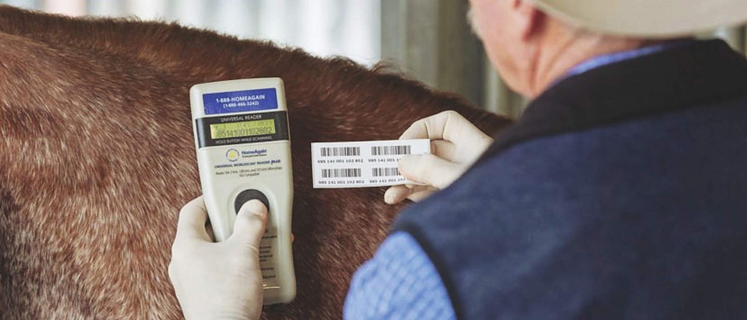 Advantages of Recording Your American Quarter Horse’s Microchip Number