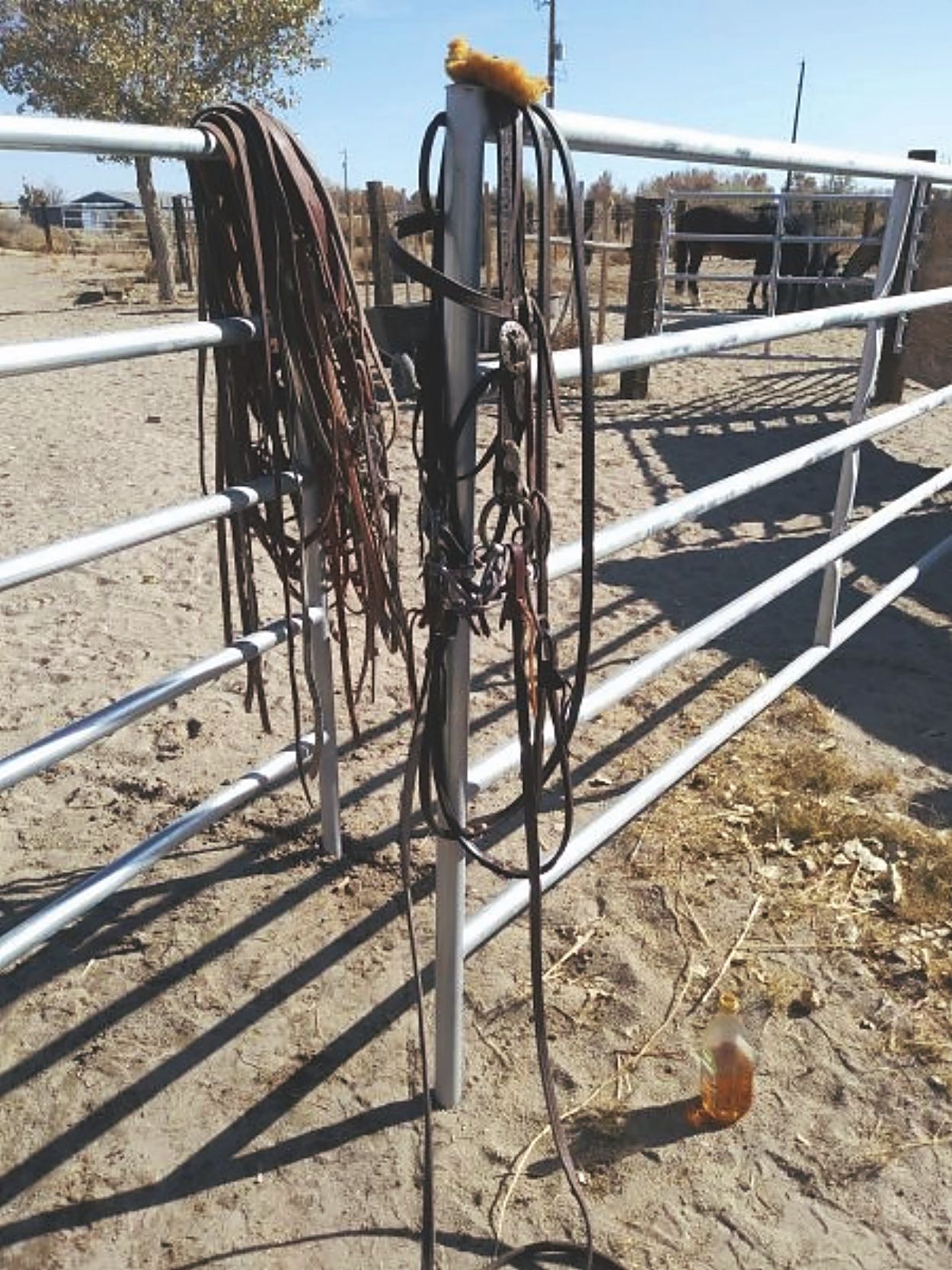 Tack Ragging My Mom Says To Clean Your Tack | TSLN.com