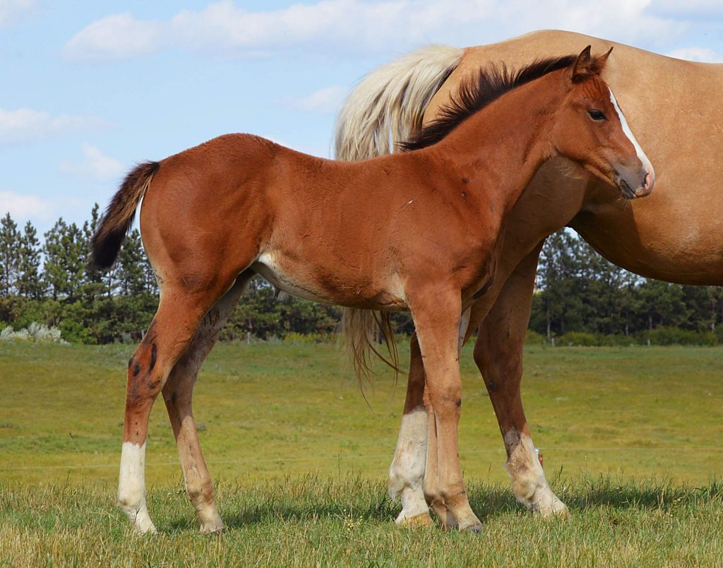 Dakota Breeders Classic 21st Annual Quarter Horse Production Sale
