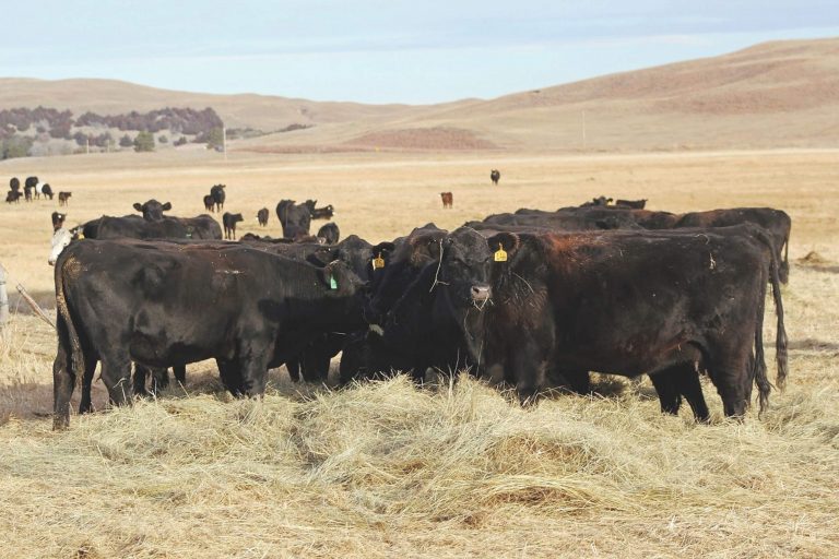Limit Feeding Cows Corn as an Alternative to Hay
