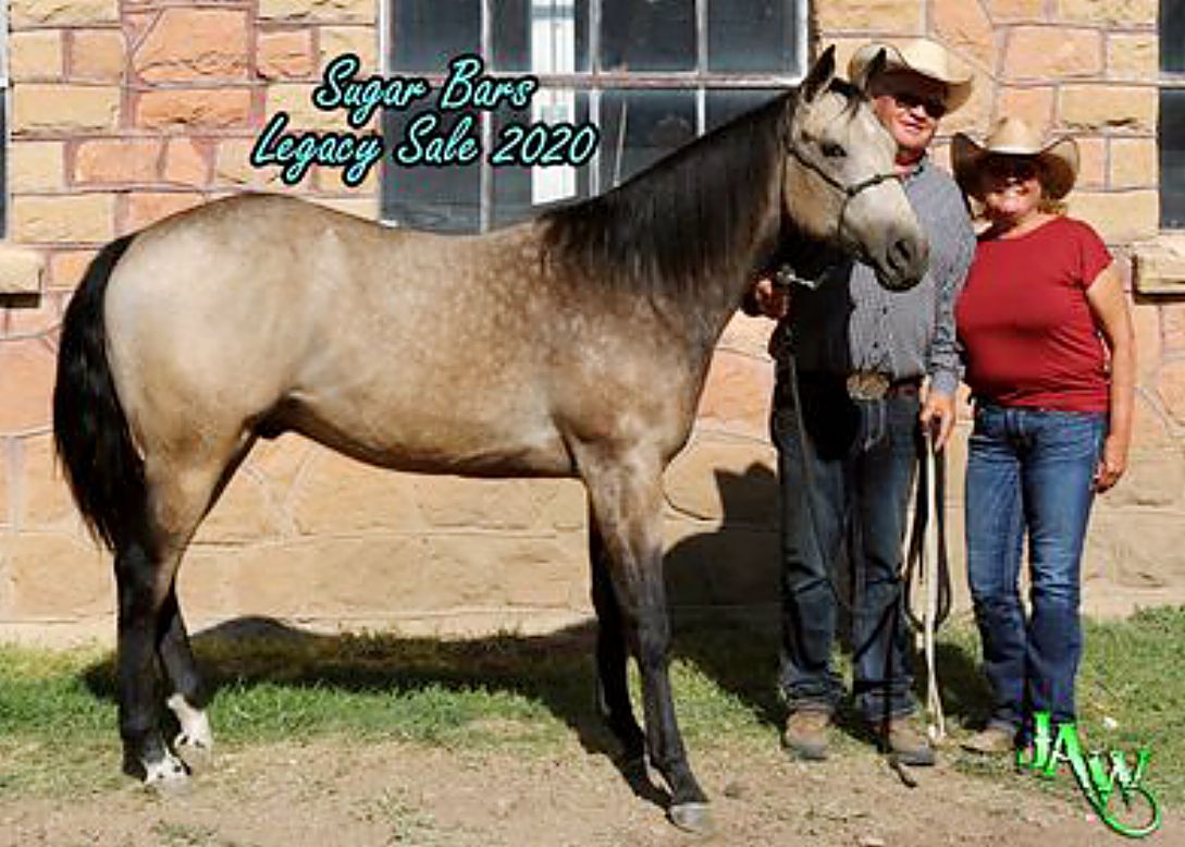 18th Annual Sugar Bars Legacy Horse Sale