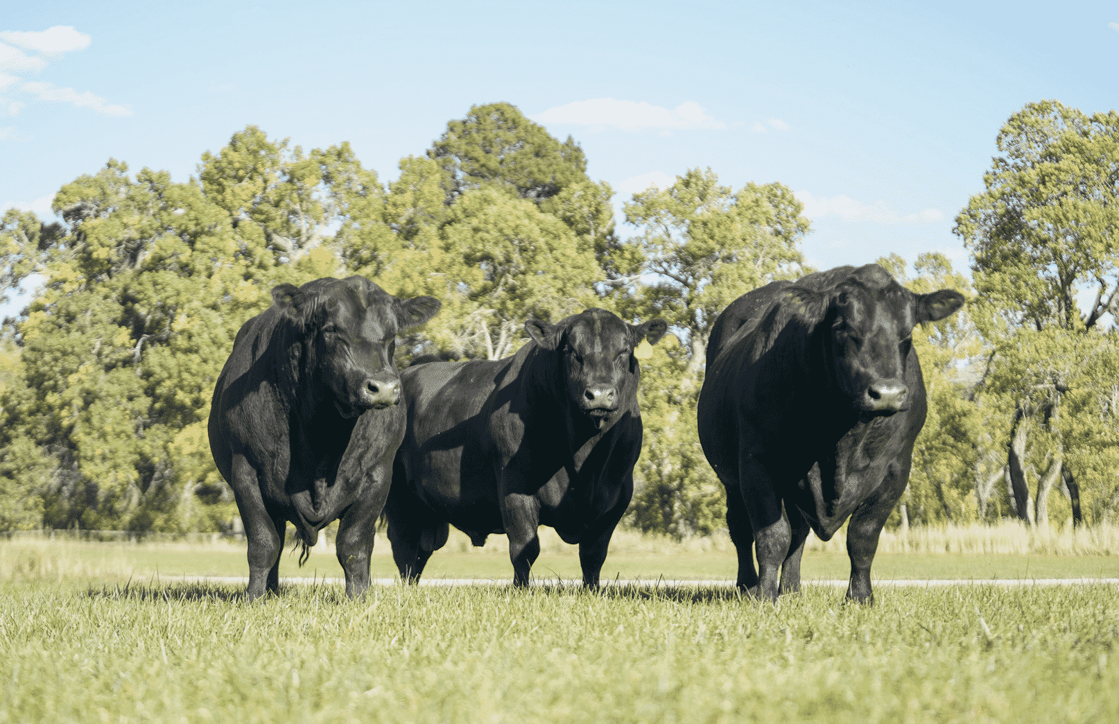 Less is More: Increasing quality, decreasing numbers makes for ...
