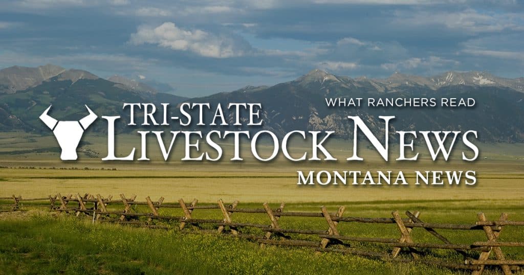 Helle Rambouillet, Duckworth Donate $50,000 to Modernize Montana Wool ...