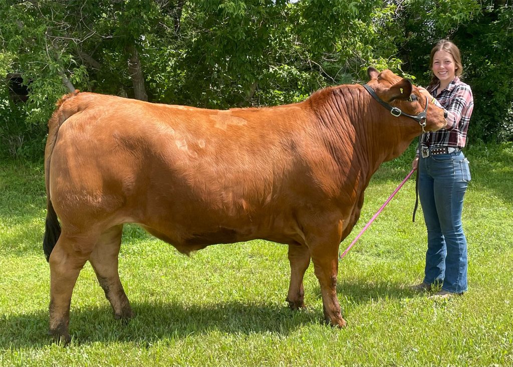 North Dakota steer named National Junior Tarentaise Champion