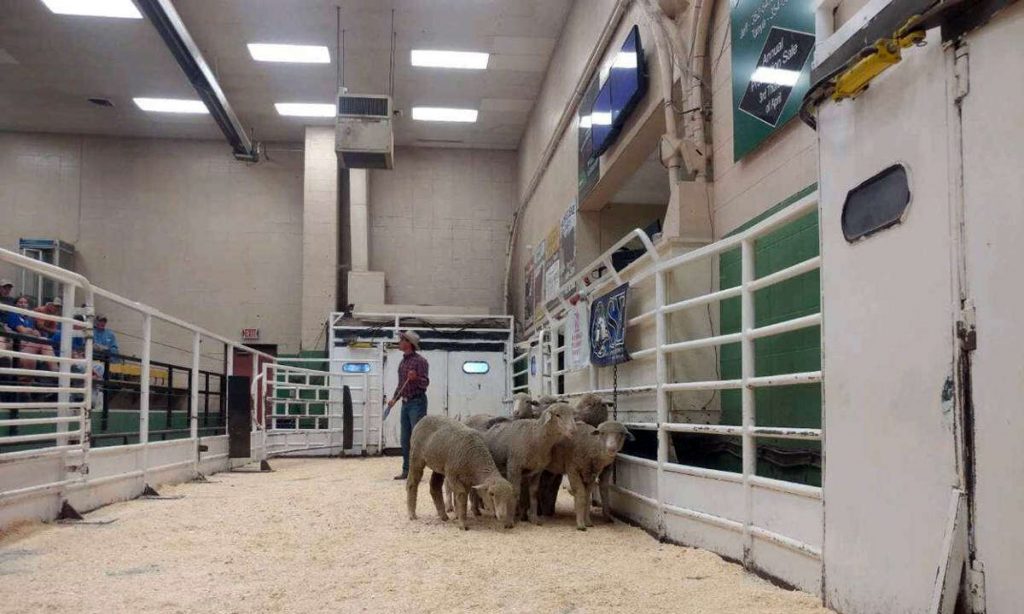 SDSU Extension to Hold Educational Program at South Dakota Sheep