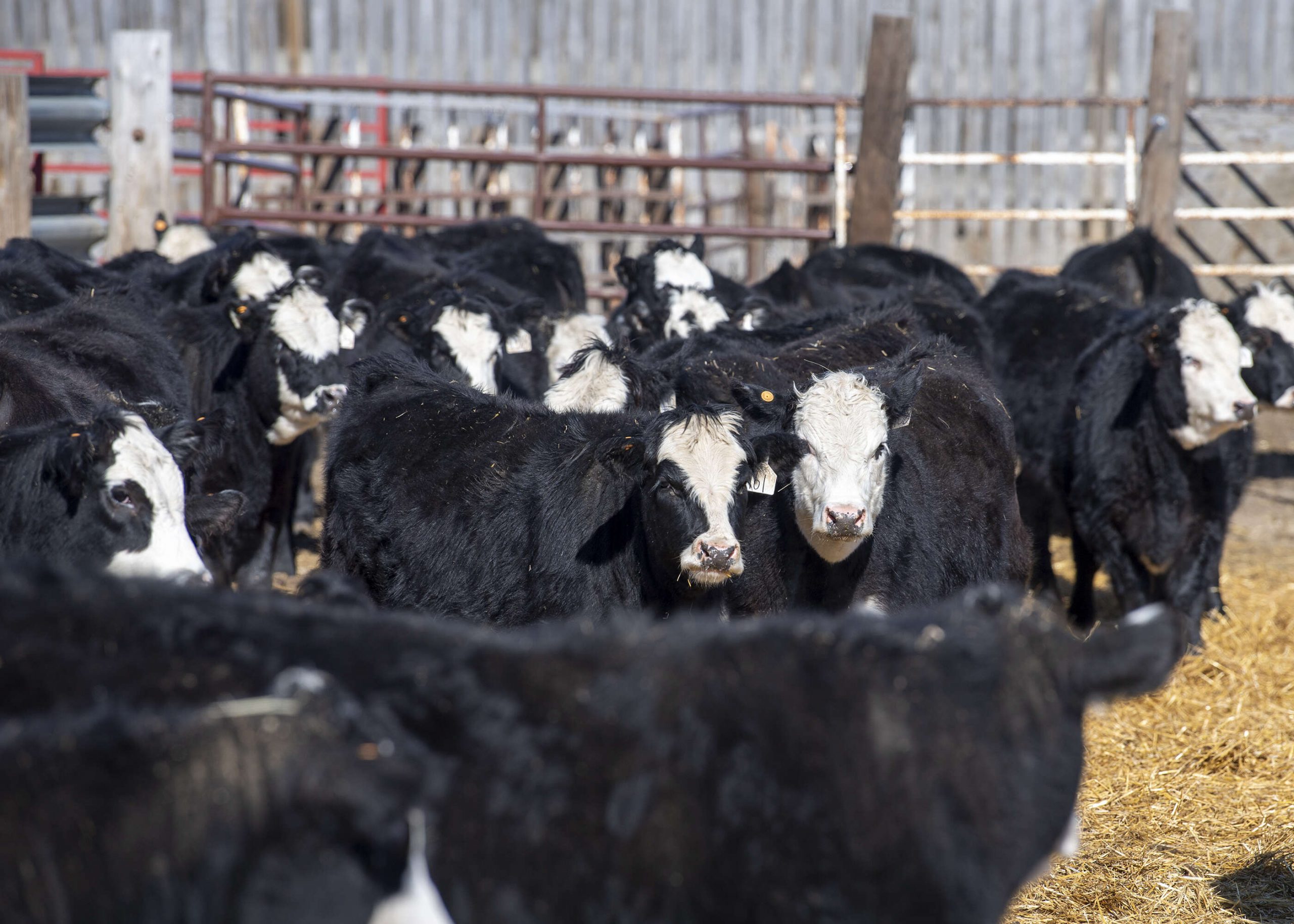 Fawcetts Elm Creek Ranch “The Ranchers Kind” Bull Sale