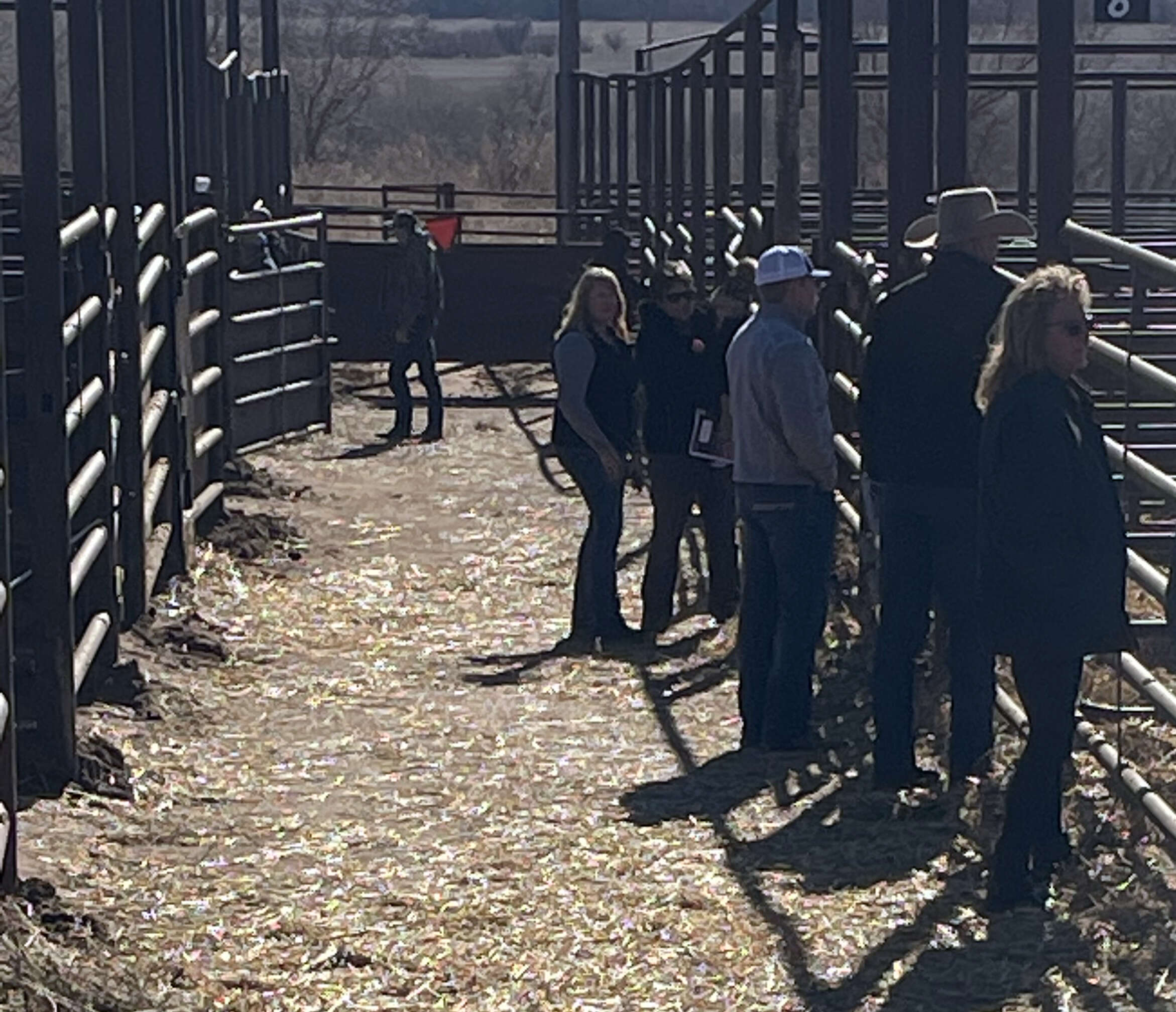 Ruggles Angus Bull Sale