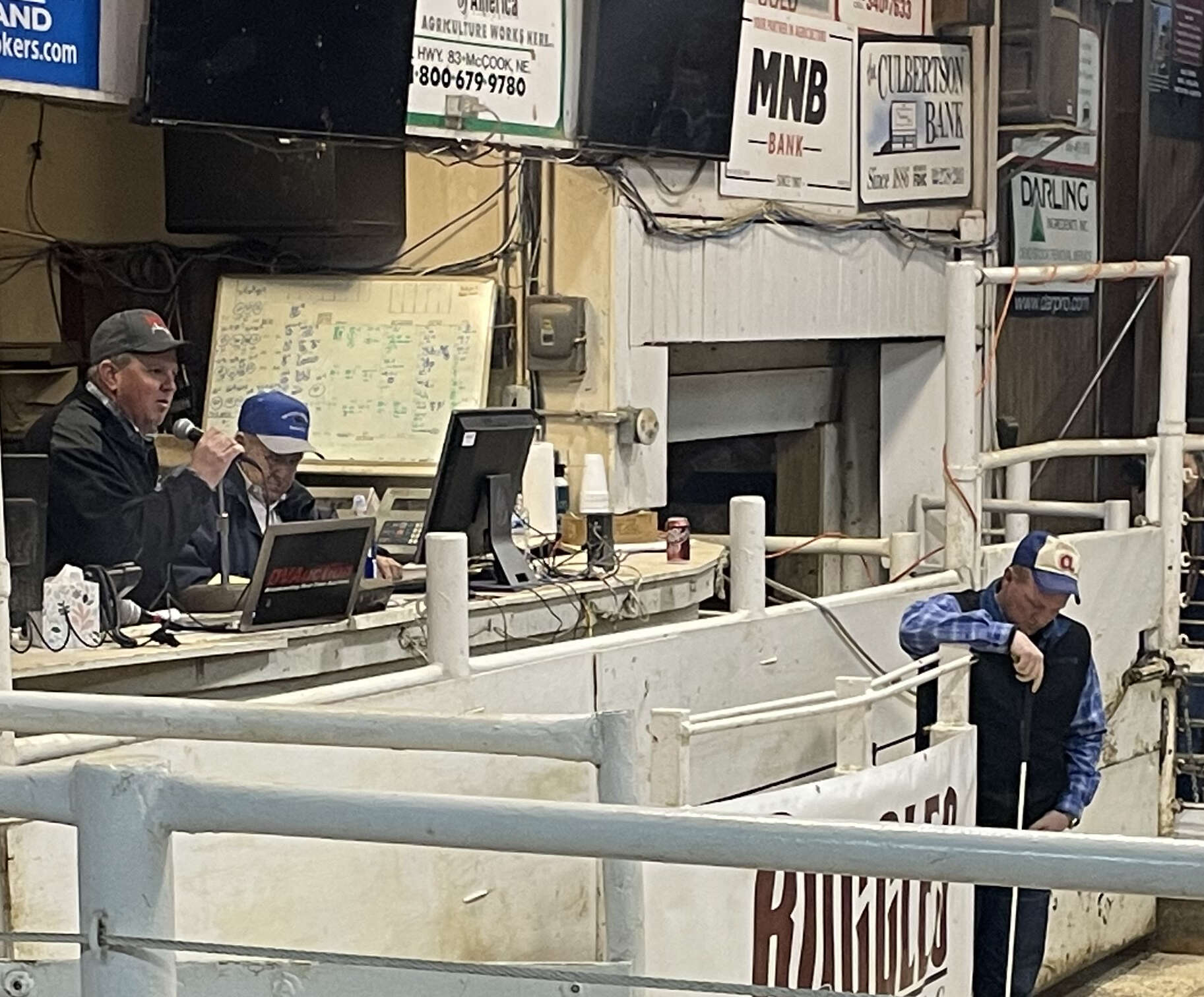 Ruggles Angus Bull Sale