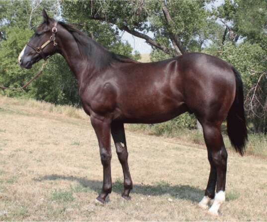 Autumn Ruzsa Ruzsa Quarter Horses “Fall Extravaganza” Horse Sale | TSLN.com