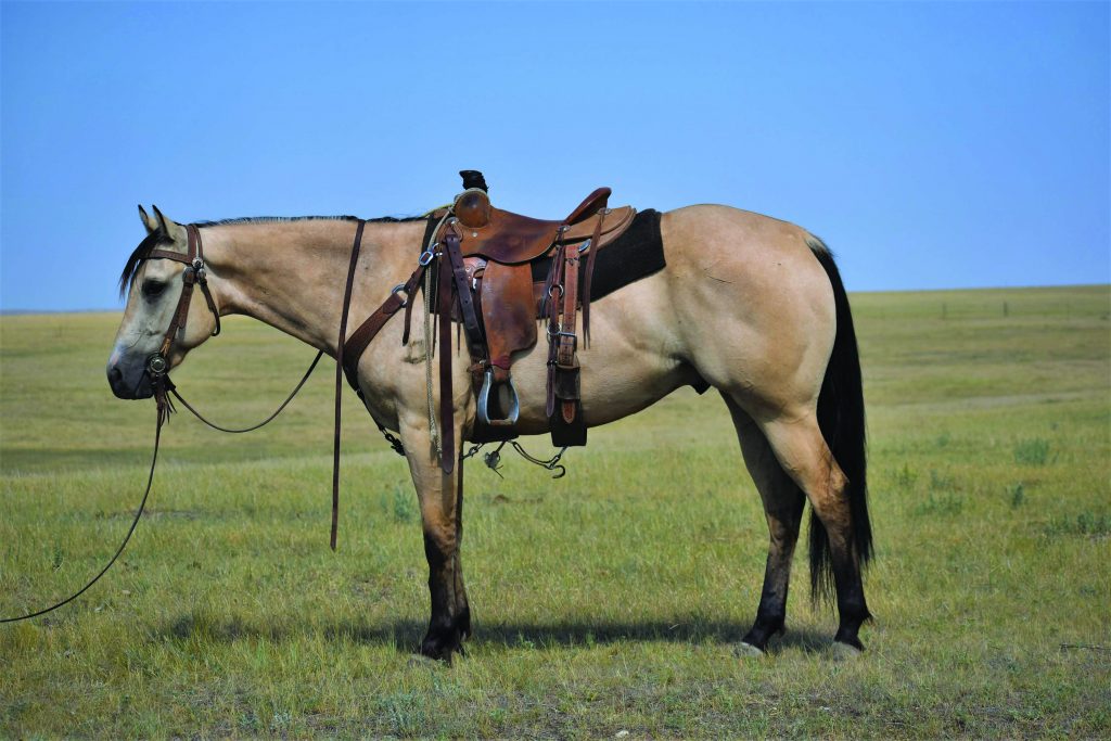 Ranchers Quarter Horse Breeders Association Horse Sale