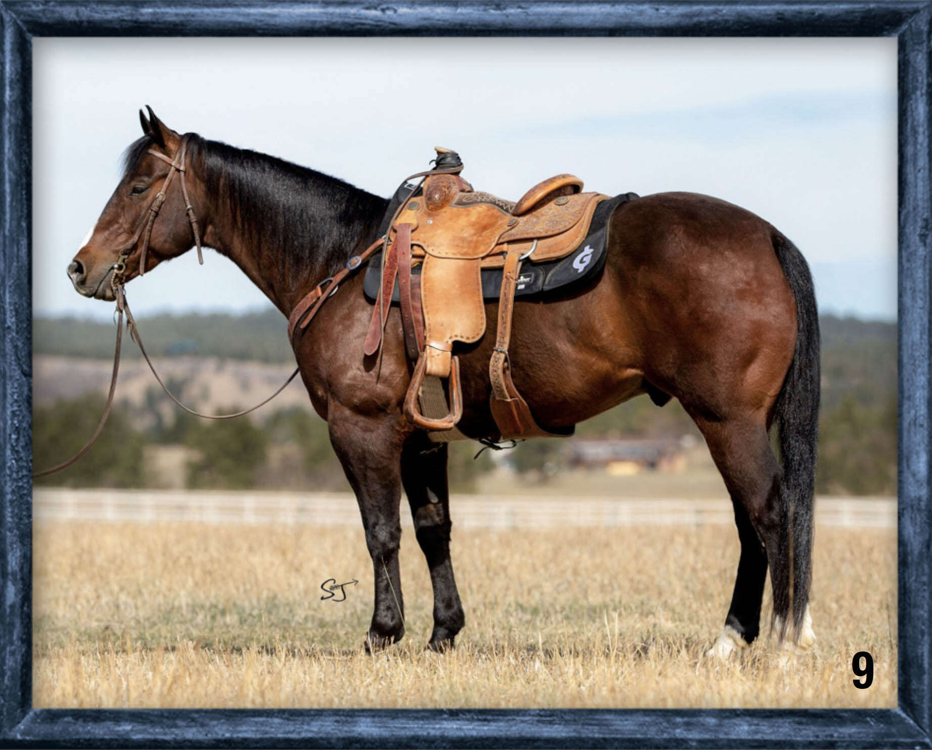 South Dakota’s Elite Horse Sale