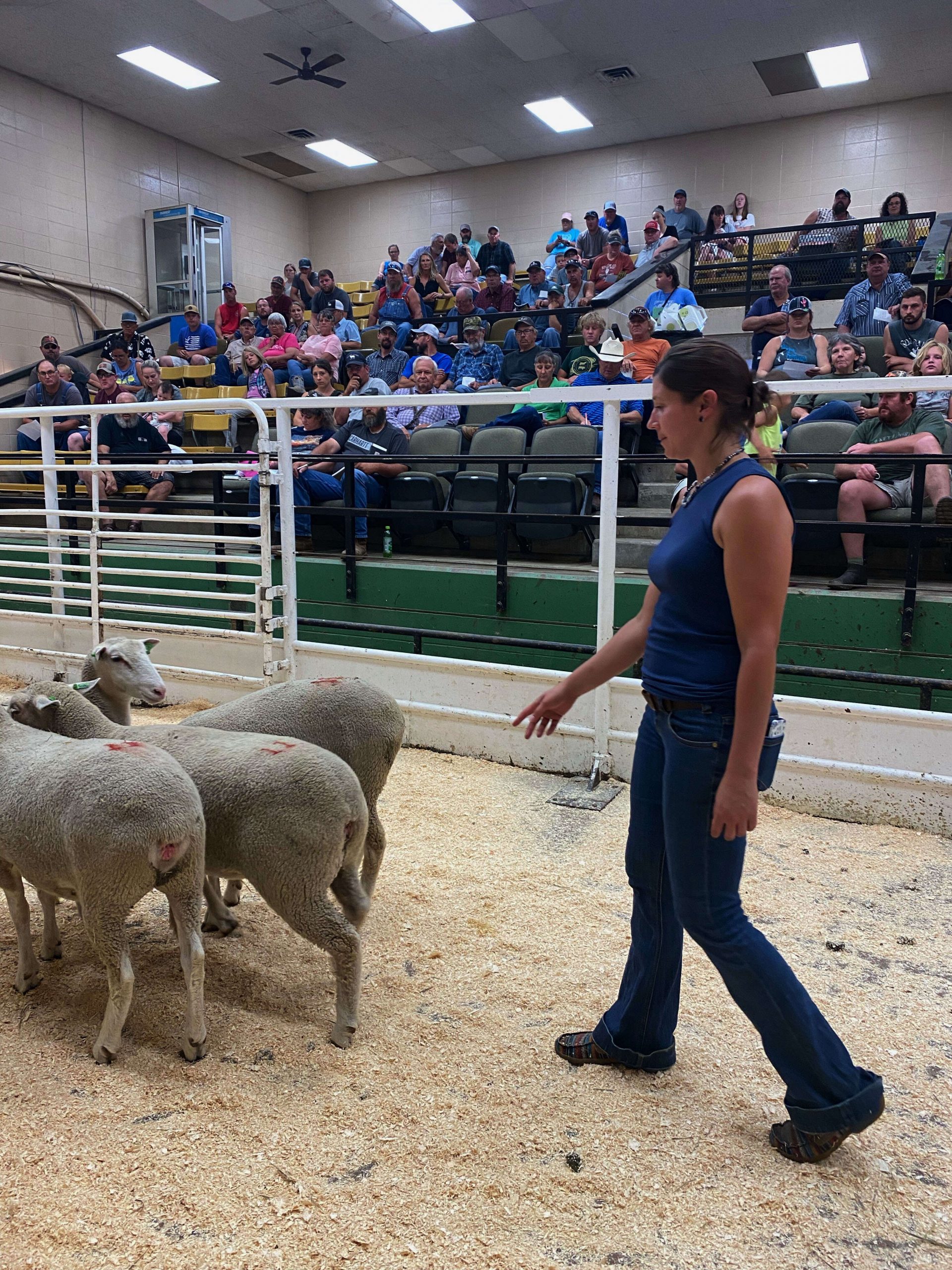 South Dakota Sheep Growers Association Holds 4th Annual Premium