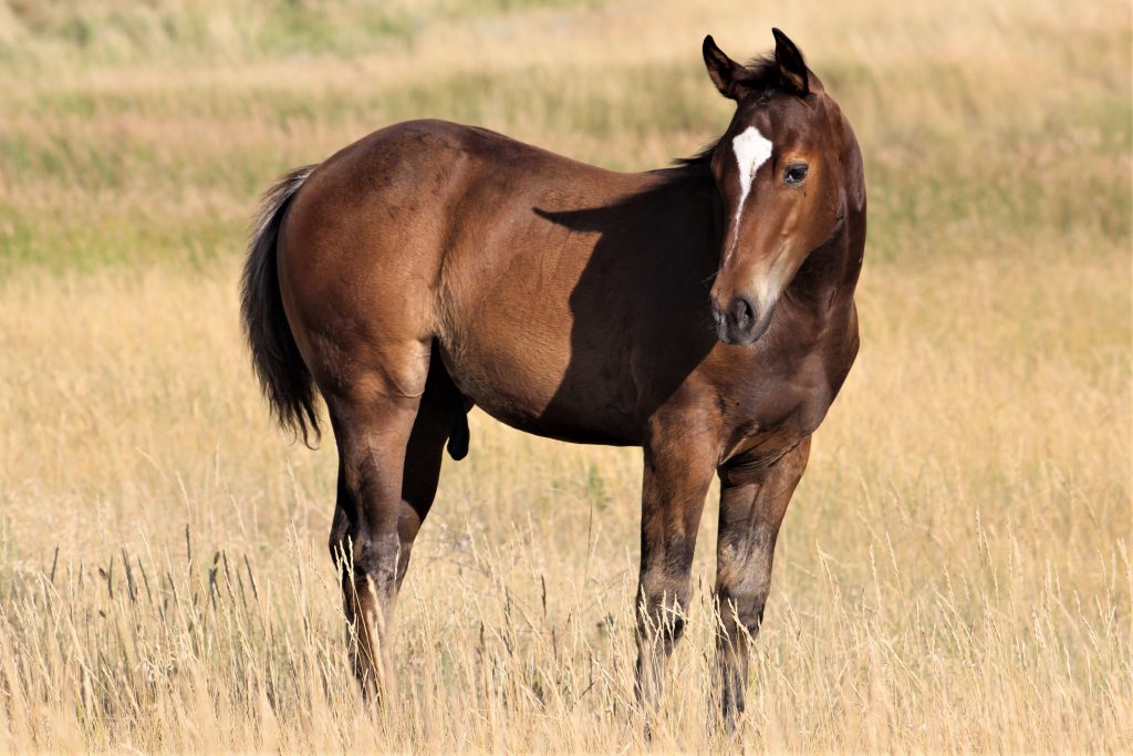 Dakota Breeders Classic Quarter Horse Production Sale