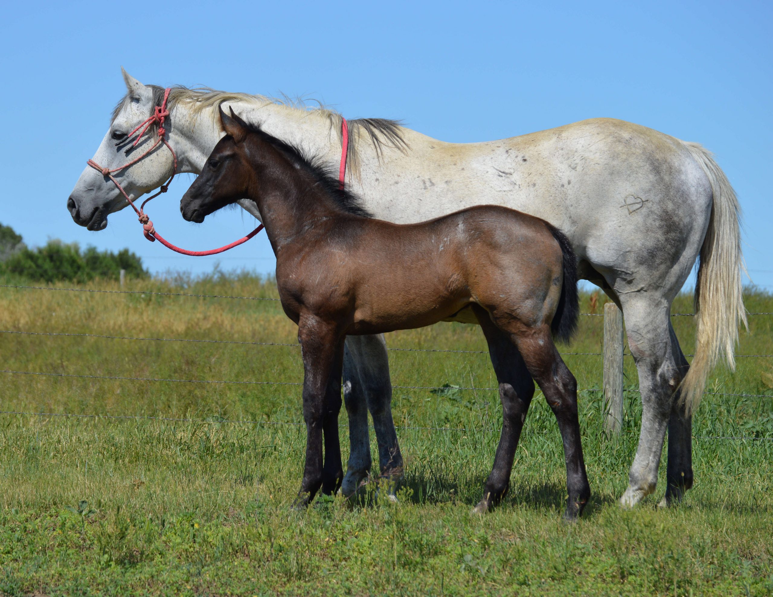 Dakota Breeders Classic Quarter Horse Production Sale