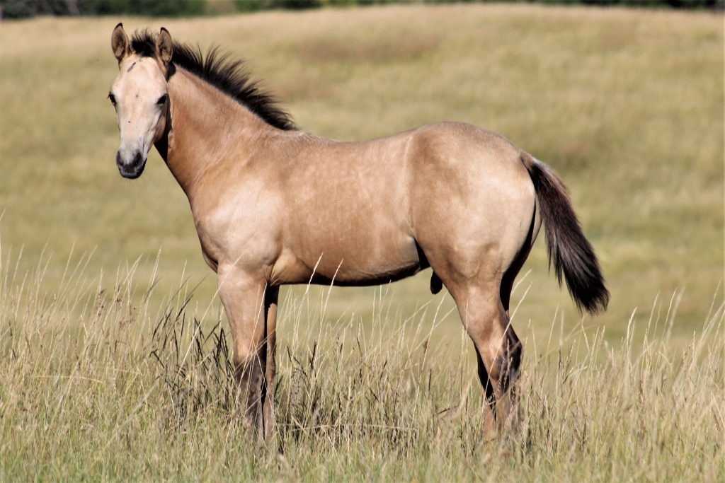 Dakota Breeders Classic Quarter Horse Production Sale
