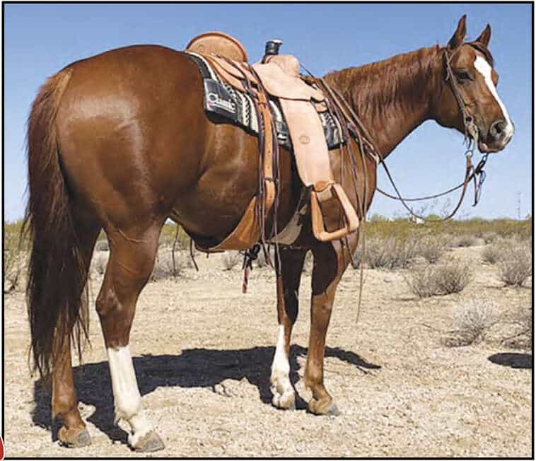Black Hills Stock Show Summer Horse Sale