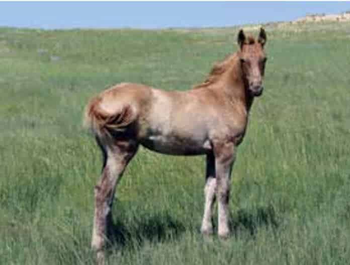 Sperry Quarter Horse Performance & Production Sale