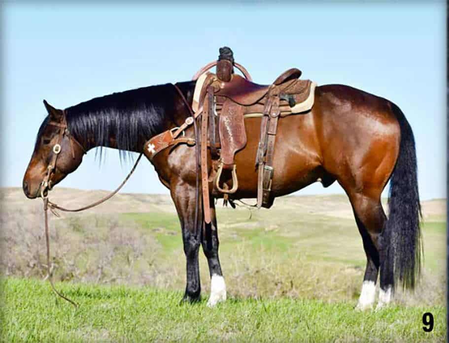 South Dakota’s Elite Horse Sale