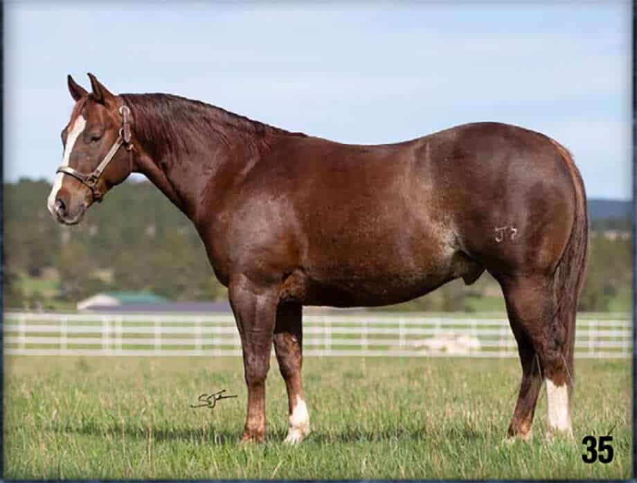 South Dakota’s Elite Horse Sale