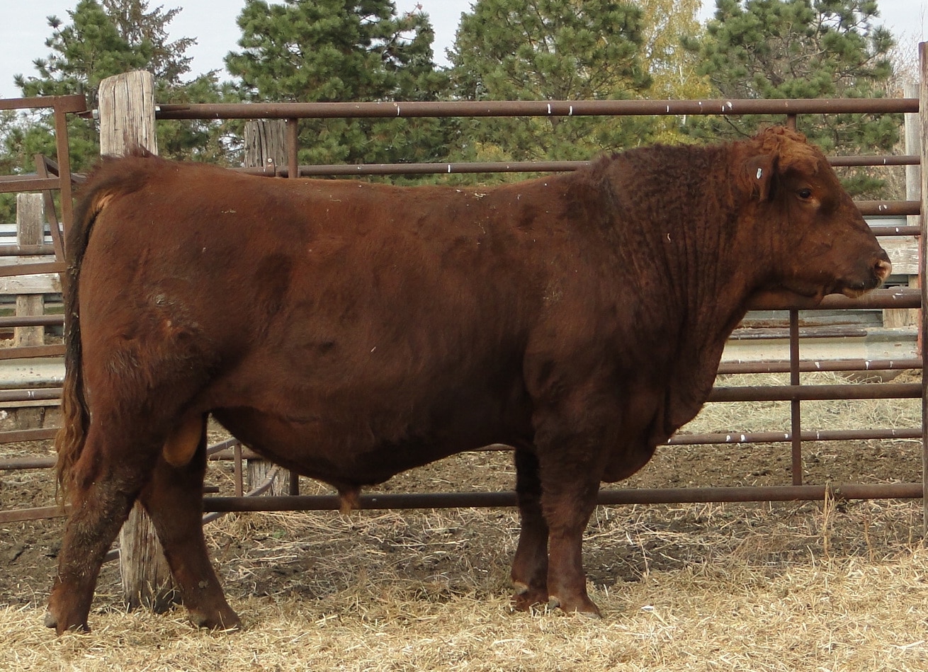 Gill Red Angus Fall Bull & Female Sale