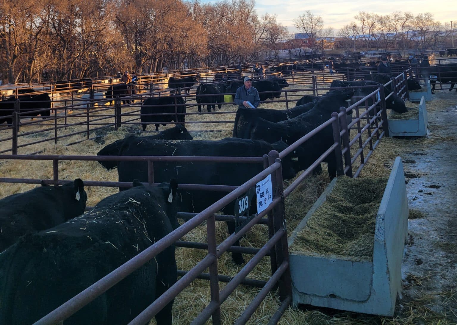 Schaff Angus Valley 120th Annual Production Sale