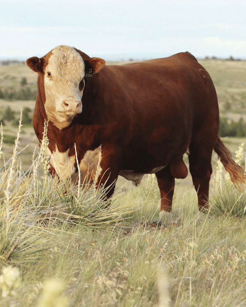 Cattle Journal 2023 NJW Herefords—Ward family works to create Balanced