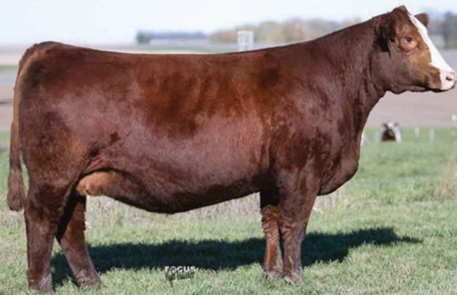 Double J Farms 49th Annual Production Sale