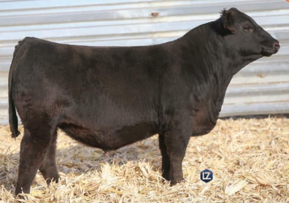 Double J Farms 49th Annual Production Sale