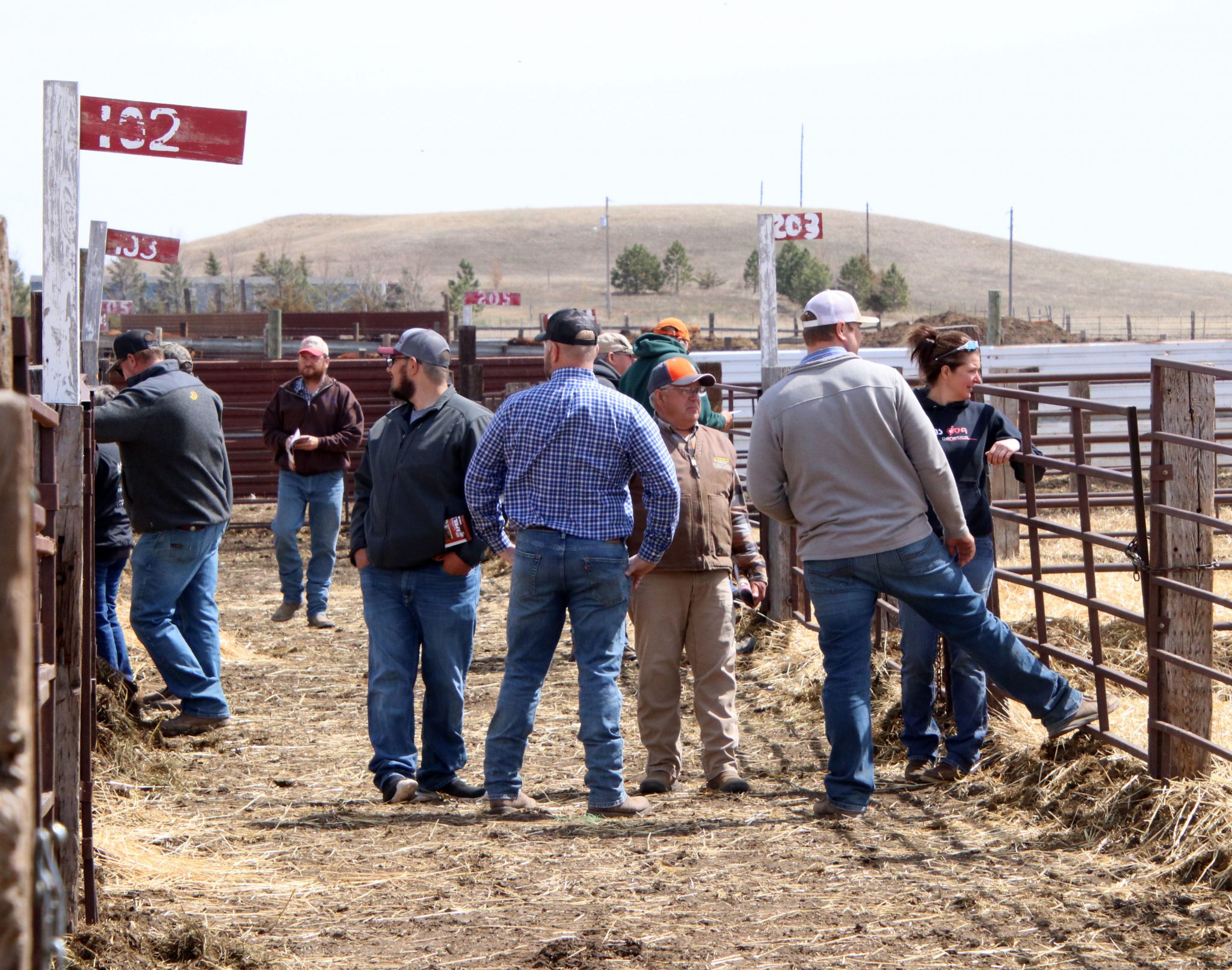 Gill Red Angus Spring Bull & Female Sale